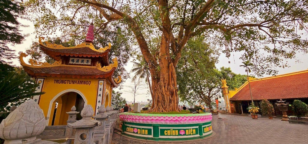 The sacred Bodhi tree at Tran Quoc Pagoda